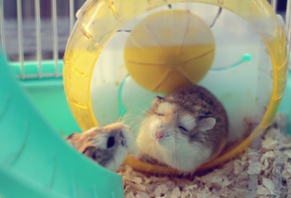 文字mud玩家照片：敢再萌点咩 - icefann