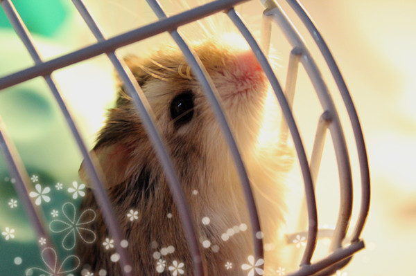 文字mud玩家照片：文艺鼠 - icefann